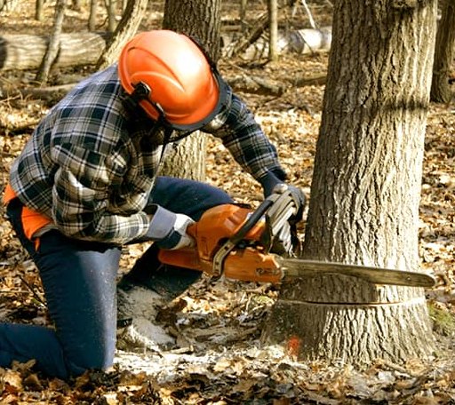 Tree Removal in Huntington, VT